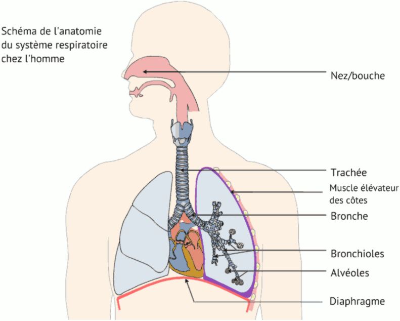 Canop Syst me Respiratoire Anatomie Du Corps Humain PESY Canop Syst me Respiratoire Anatomie Du Corps Humain PESY