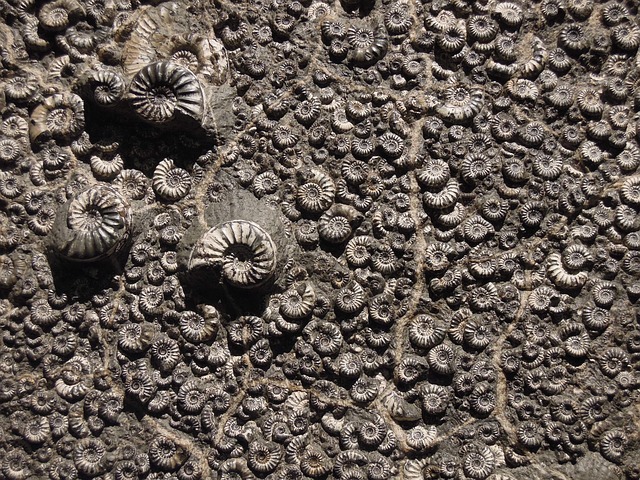 Des fossiles de plus en plus vieux, de plus en plus étranges
