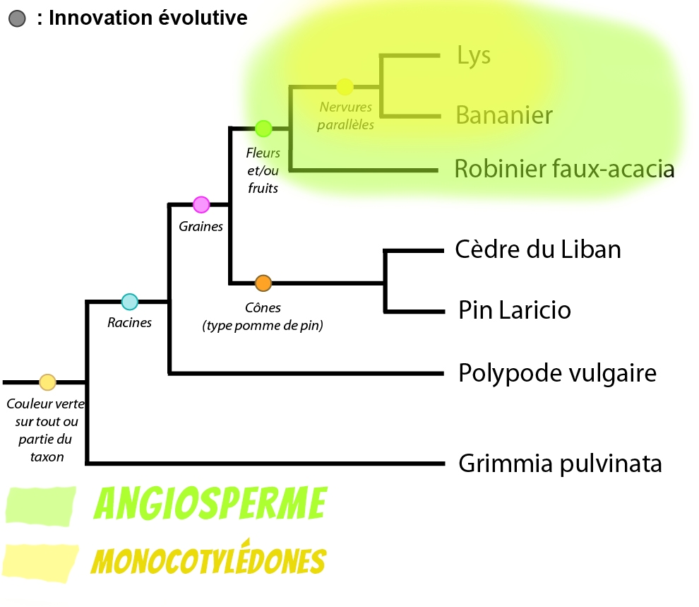 Arbre De Parenté Svt 3eme Exercices Corrigés